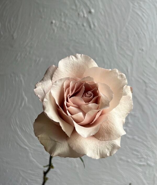 Premium Ecuadorian Roses (no greenery) - Image 10