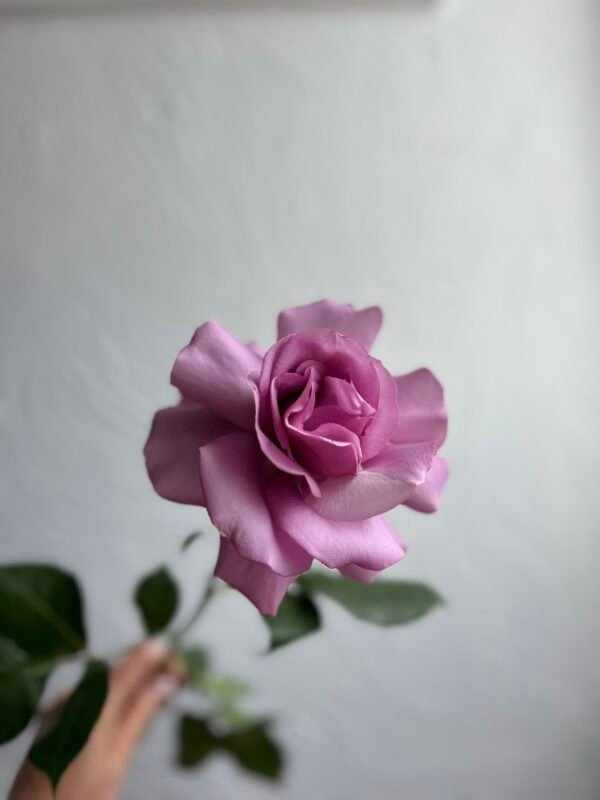 Premium Ecuadorian Roses (no greenery) - Image 9
